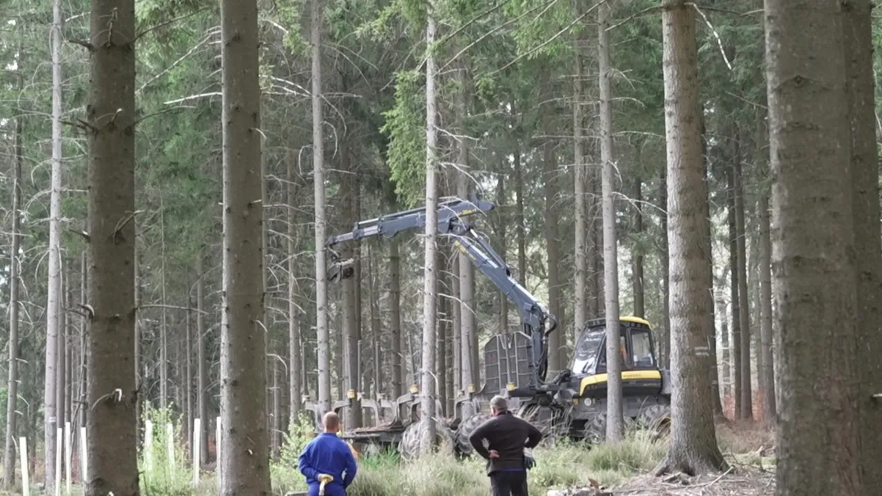 Rettungskräfte im Wald an der Wehebachtalsperre
