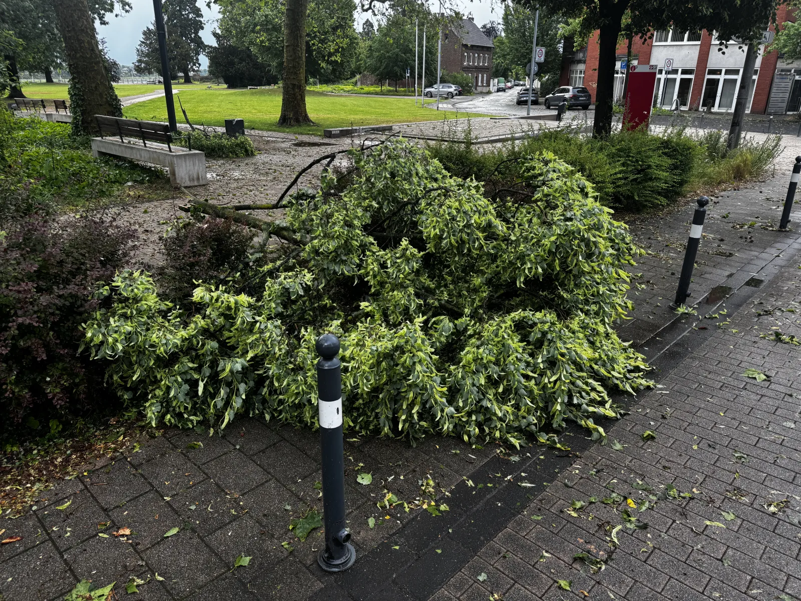 Umgeknickter Baum auf Gehweg nach Unwetter