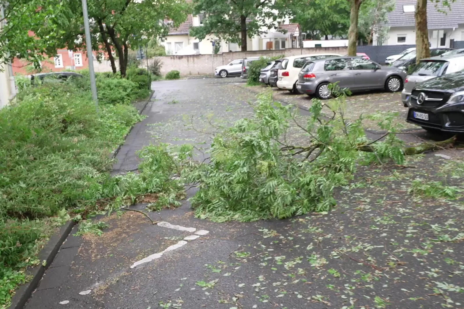 Umgestürzter Ast nach Unwetter auf Straße in Wesseling