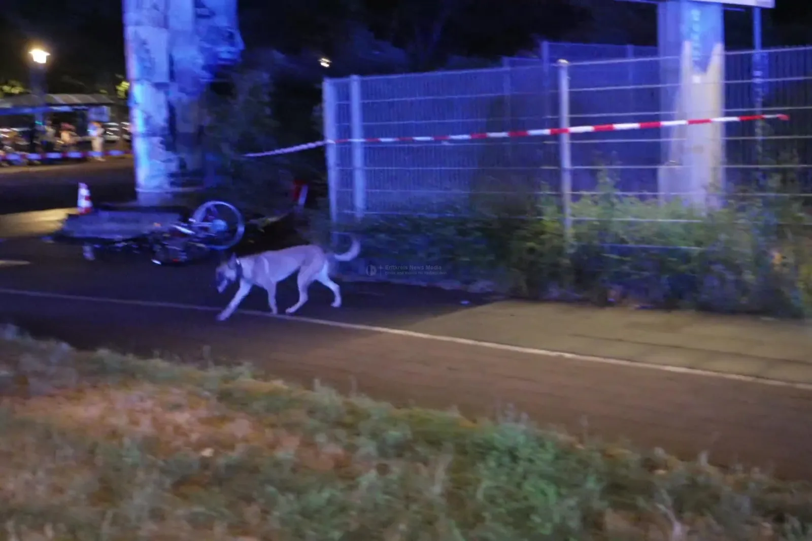 Polizeihund bei Absperrung der Berliner Straße in Köln-Mülheim